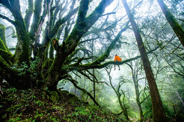 Beautiful shot of a person sitting on a long tree branch in the forest during daytime