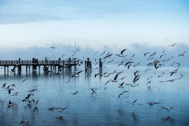 Free photo beautiful shot of a pier at the coast of the sea with a large colony of seagulls flying by