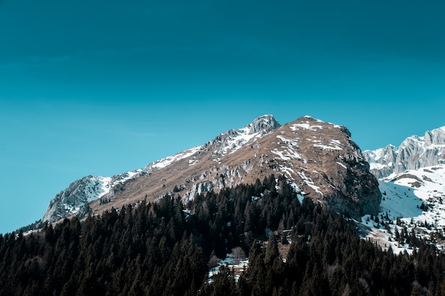 Free photo beautiful shot of pine tree forest in the mountain covered with snow