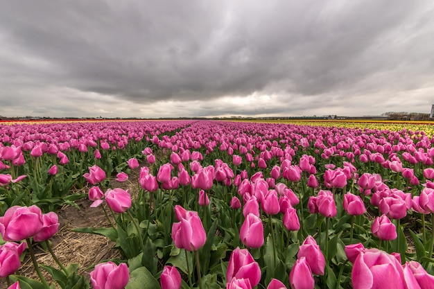 Free Photo beautiful shot of pink flower field under a cloudy sky