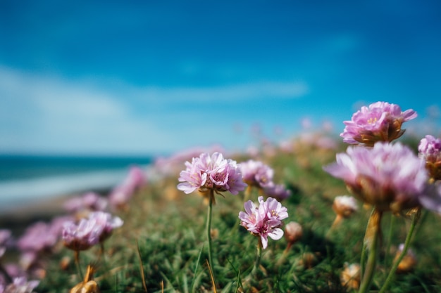 Free Photo beautiful shot of pink flowers by the sea on a sunny day in britain