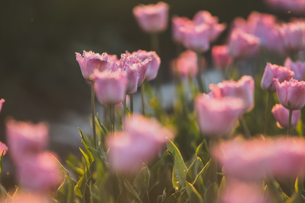 Free Photo beautiful shot of pink tulips field - great for a natural wallpaper or wall