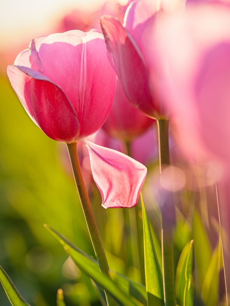 Free Photo beautiful shot of pink tulips field