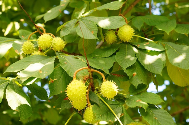 Beautiful shot of a plane tree with green leaves