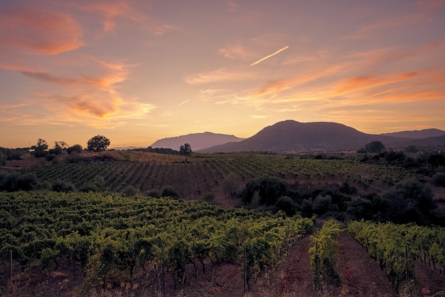 Beautiful shot of plants growing in the field with mountains in the distance under a blue sky