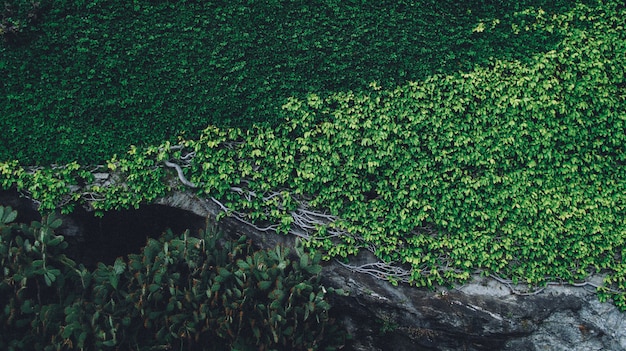 Beautiful shot of plants growing on a rock with branches on a sunny day