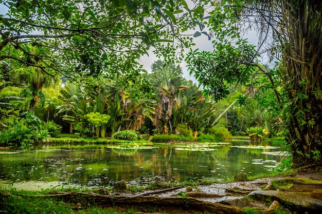 Free Photo beautiful shot of a pond in the middle of a forest