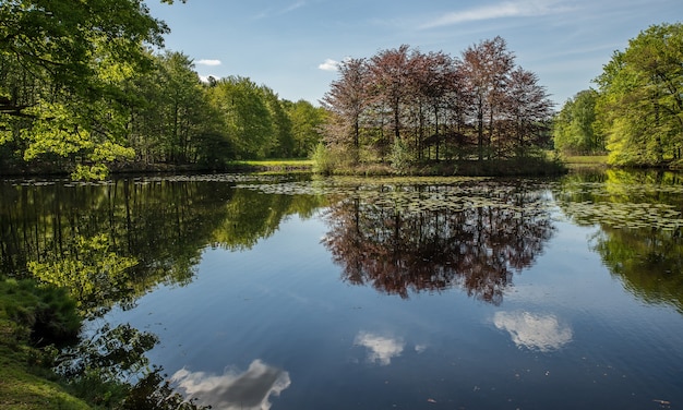 Beautiful shot of a pond surrounded by green trees under a blue sky