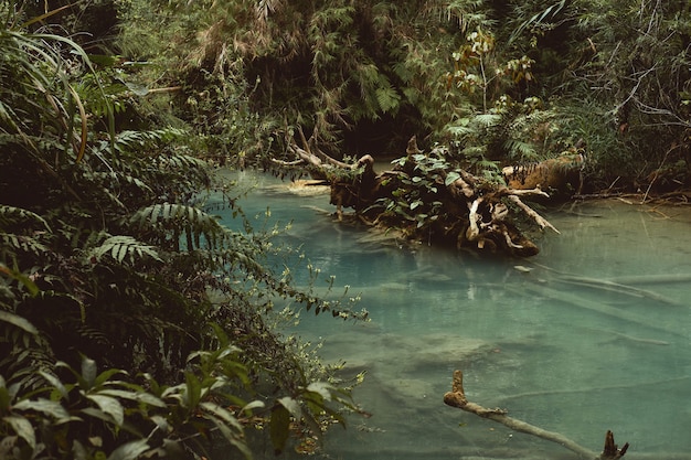 Free Photo a beautiful shot of a pond surrounded by trees and plants