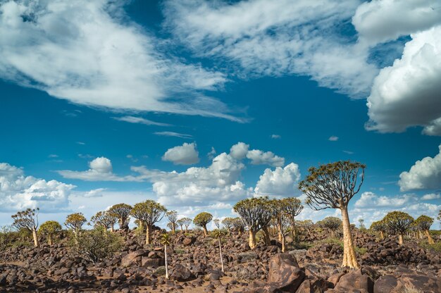 Beautiful shot of a Quiver tree forest in Namibia, Africa with a cloudy blue sky