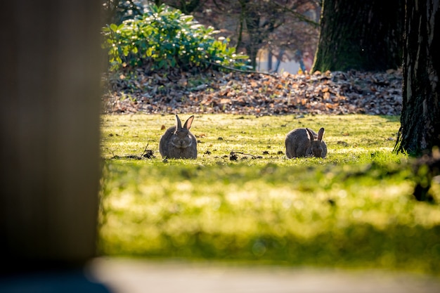 Free photo beautiful shot of the rabbits in the fields with a tree trunk in the foreground