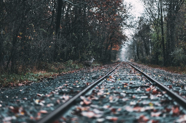 Free Photo beautiful shot of a railway in a forest during fall