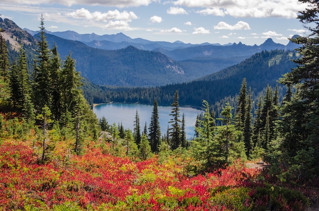 Beautiful shot of red flowers near green trees with forested mountains in the distance