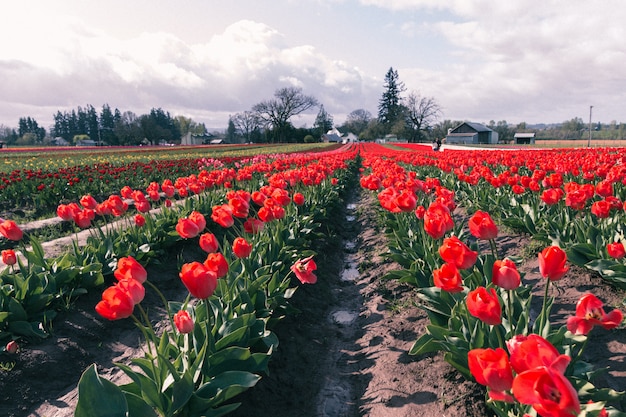 Free photo beautiful shot of red tulips blooming in a large agricultural field