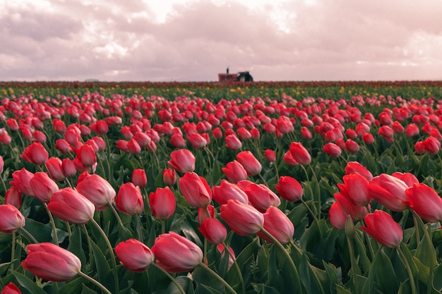 Free Photo beautiful shot of red tulips blooming in a large agricultural field