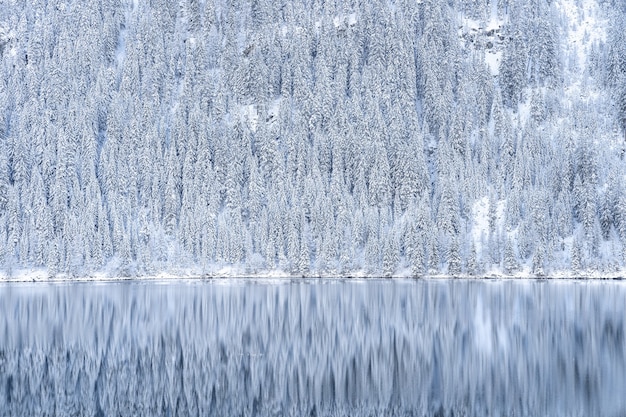 Beautiful shot of a reflection of trees covered in snow in lake