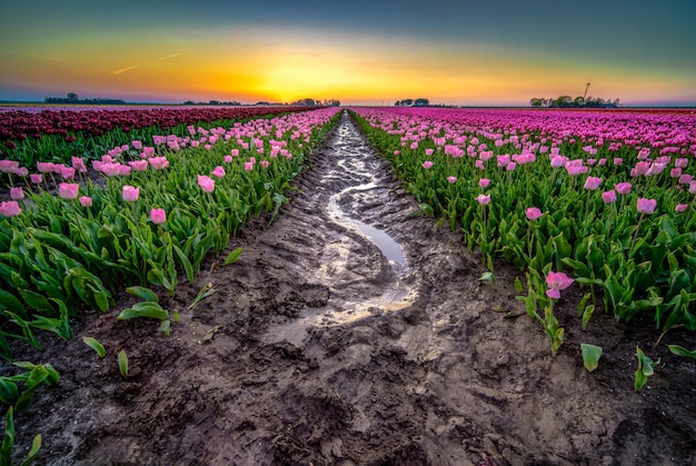 Free Photo beautiful shot of reflective rainwater in the middle of a tulips field in the netherlands