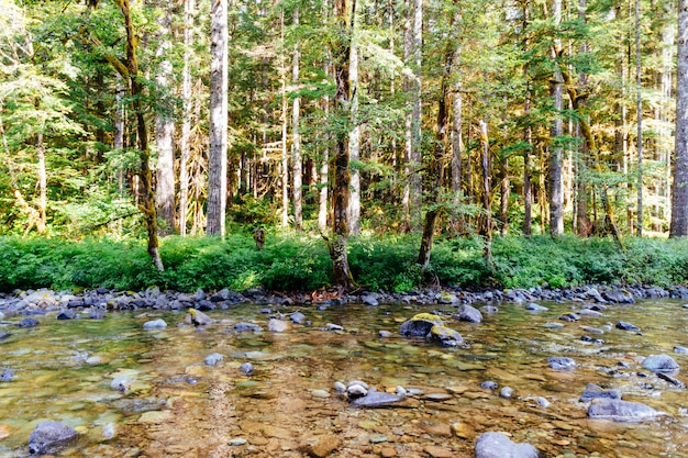 Free Photo beautiful shot of a river full of rocks in the middle of a forest