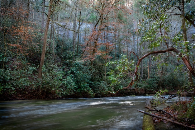 Beautiful shot of a river in the middle of a forest