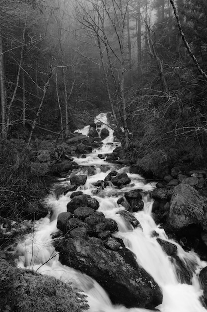 Free photo beautiful shot of a riverin a forest in a rocky terrain