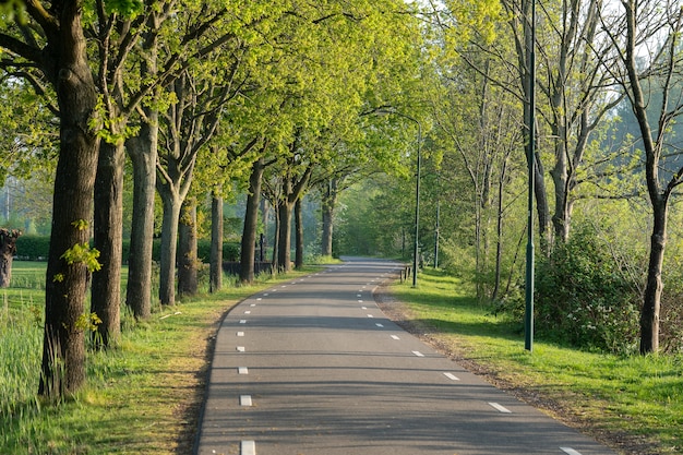 Free photo beautiful shot of a road surrounded with green trees