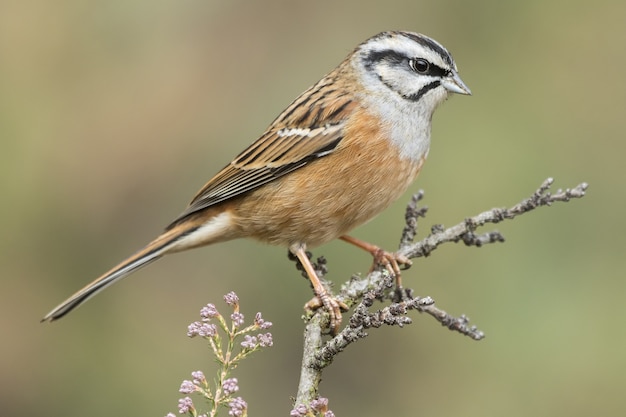 Free photo beautiful shot of a rock bunting bird perched on a branch in the forest