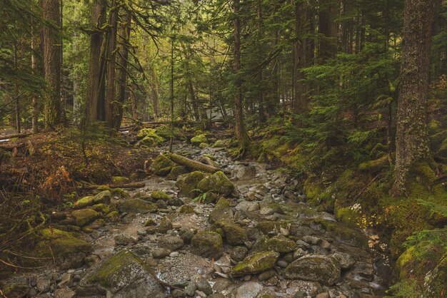 Beautiful shot of a rocky pathway in the middle of a forest with green leafed trees