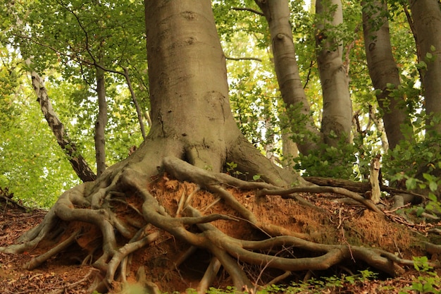 Free Photo beautiful shot of the roots of an old tree with  a thick trunk in the forest on a sunny day