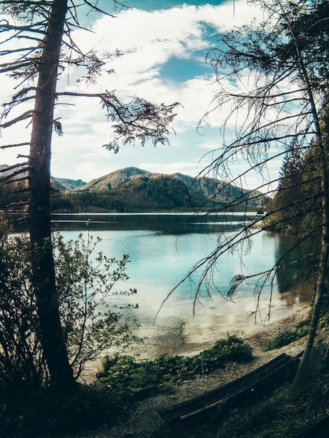 Free photo beautiful shot of the scenery of the lake and forest with greenery