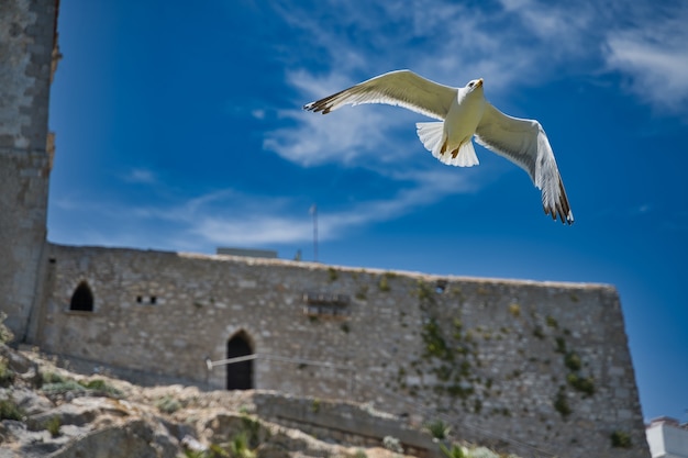 Free photo beautiful shot of a seagull flying by antique architecture