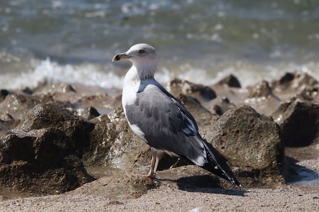 Free photo beautiful shot of a seagull on a rocky shore under the sunlight