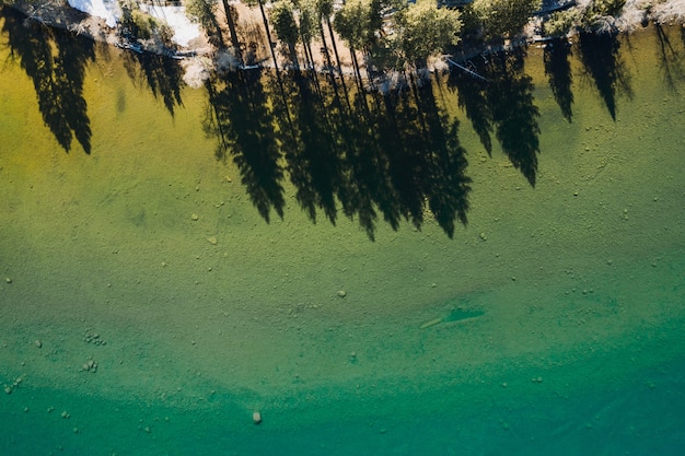 Beautiful shot of shadows of trees