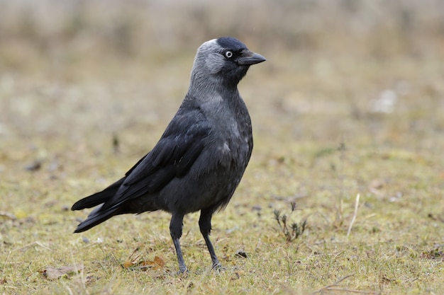 Free Photo beautiful shot of the side view of western jackdaw bird in a field