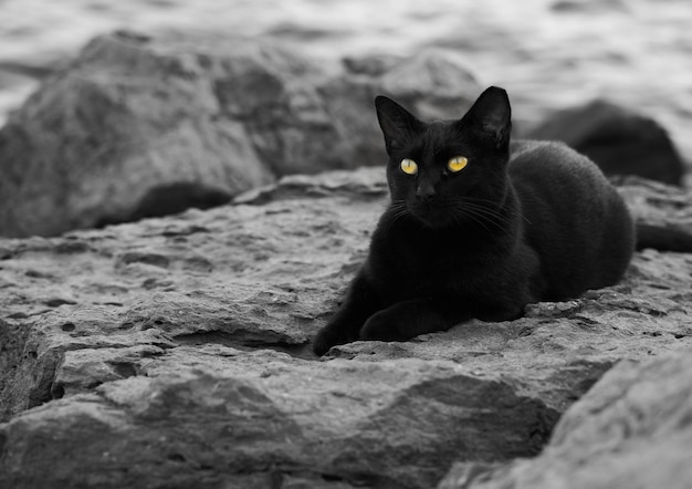 Beautiful shot of a sleeping black cat