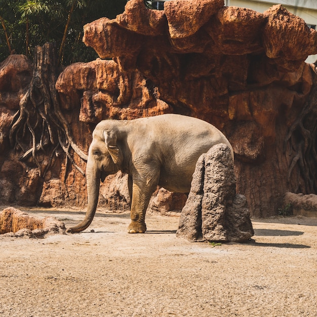 Free Photo beautiful shot of a small cute elephant under a sunlight