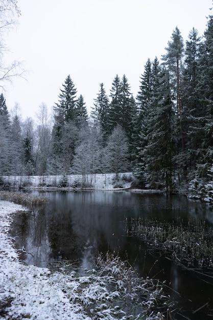 Free photo beautiful shot of snowy fir trees next to a frozen lake in winter