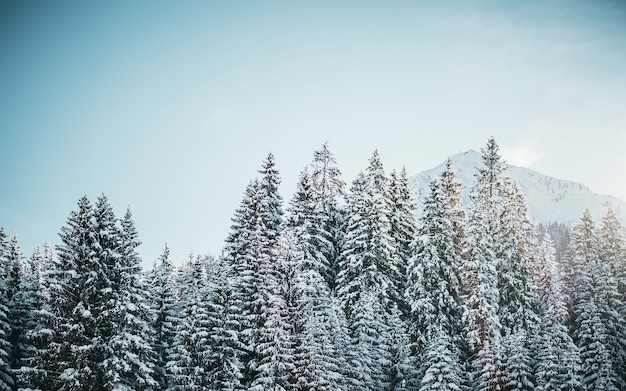 Free photo beautiful shot of snowy pine trees with mountain and a clear sky