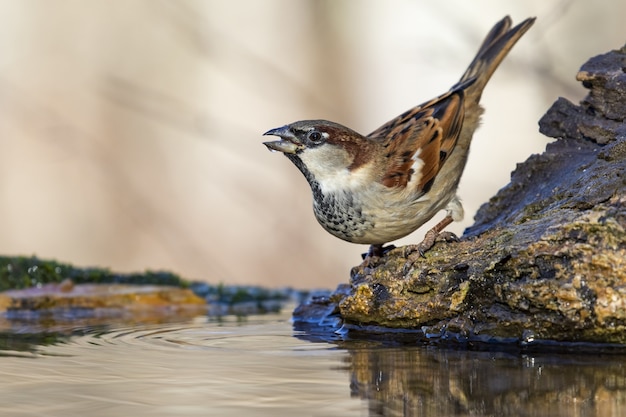 Free Photo beautiful shot of a sparrow bird on the rock in the forest