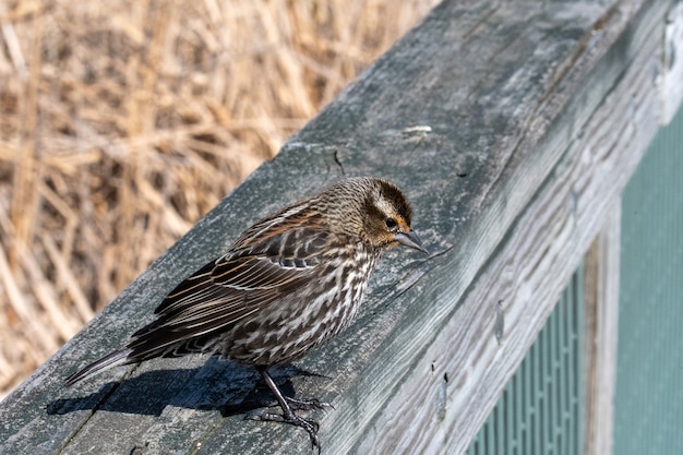 Free Photo beautiful shot of the sparrow standing on the wooden surface