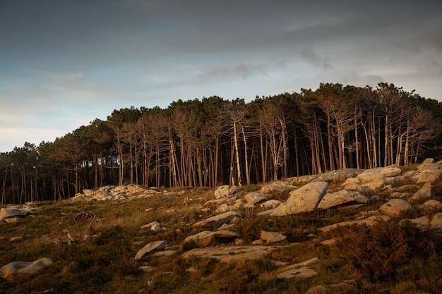 Free photo beautiful shot of stones and forest with scenery of sunset and a cloudy sky