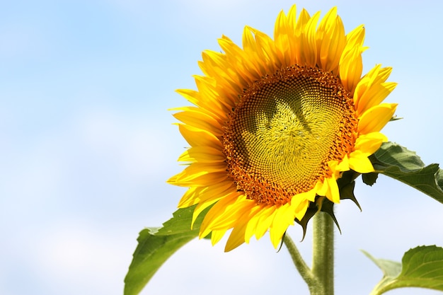 Free photo beautiful shot of a sunflower in the field with the blue sky in the background on a sunny day