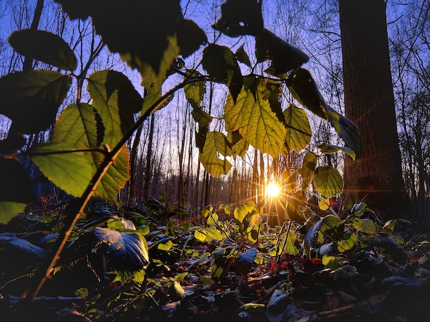 Free photo beautiful shot of sunlight shining in the forest