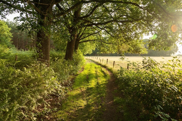 Beautiful shot of sunrise in the country road of netherlands