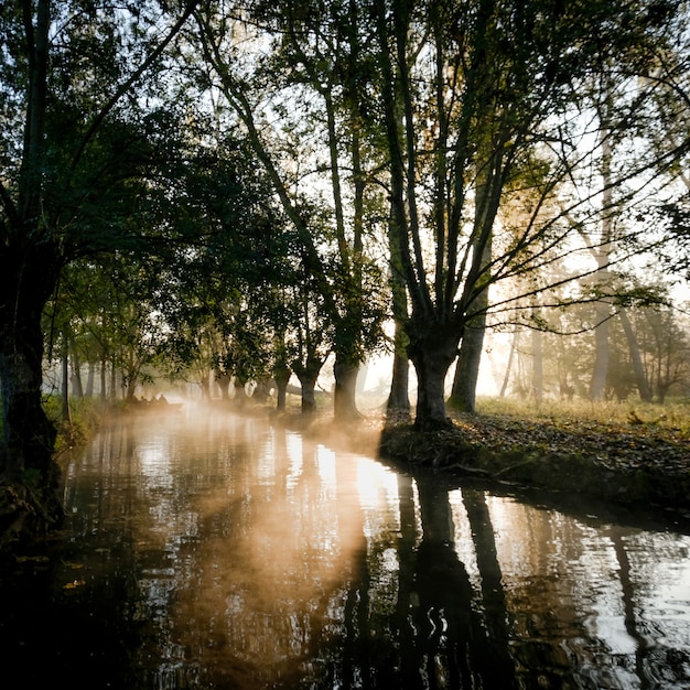 Free photo beautiful shot of sunrise reflecting in the river surrounded by tall trees