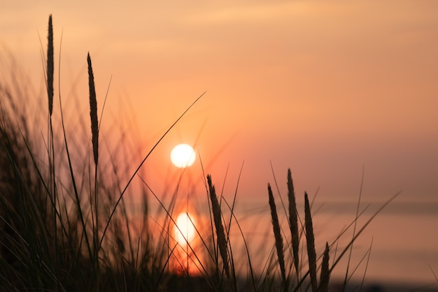 Free Photo beautiful shot of a tall grass in a sunset