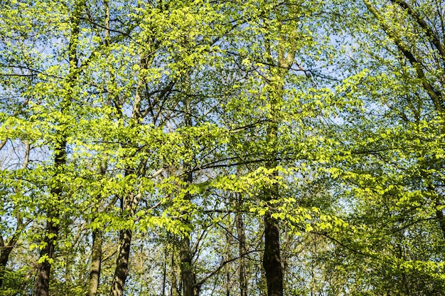 Beautiful shot of tall green trees in a forest