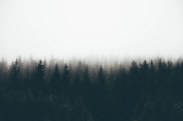 Free photo beautiful shot of a thick forest in fog with pine trees and white space for text