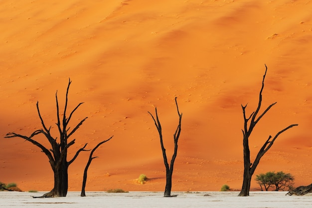 Beautiful shot of three bare desert trees with a giant orange dune in the background