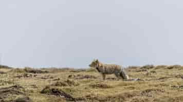 Free photo beautiful shot of a tibetan sand fox in an arid environment