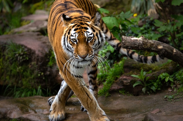 Free Photo beautiful shot of a tiger standing in the forest during daytime